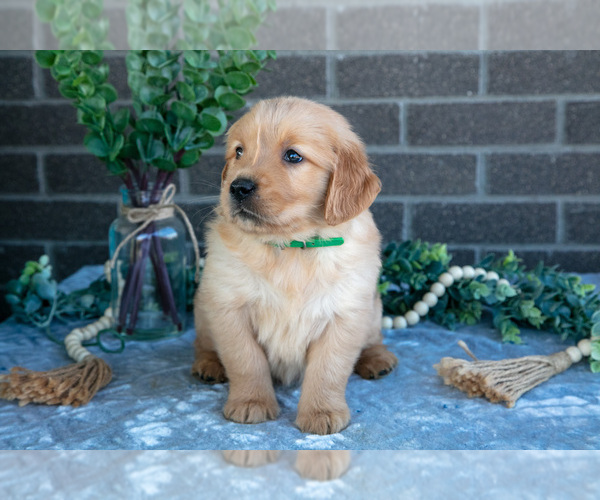 Medium Photo #27 Golden Retriever Puppy For Sale in MILLERSBURG, OH, USA