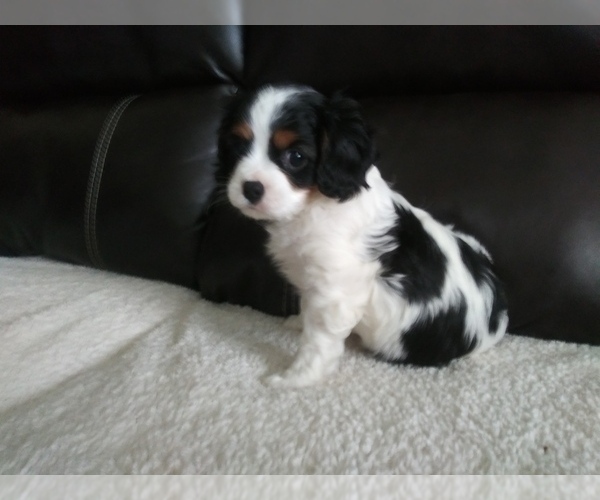 Medium Photo #209 Cavalier King Charles Spaniel Puppy For Sale in HOWLAND, OH, USA