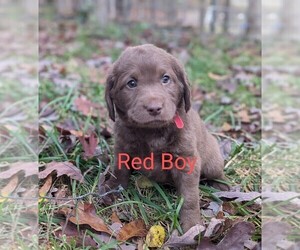 Labradoodle Puppy for sale in SAINT CHARLES, MO, USA