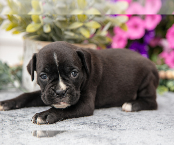 Medium Photo #6 Boxer Puppy For Sale in GRABILL, IN, USA