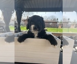 Small Photo #16 Bernedoodle Puppy For Sale in CANTON, MI, USA