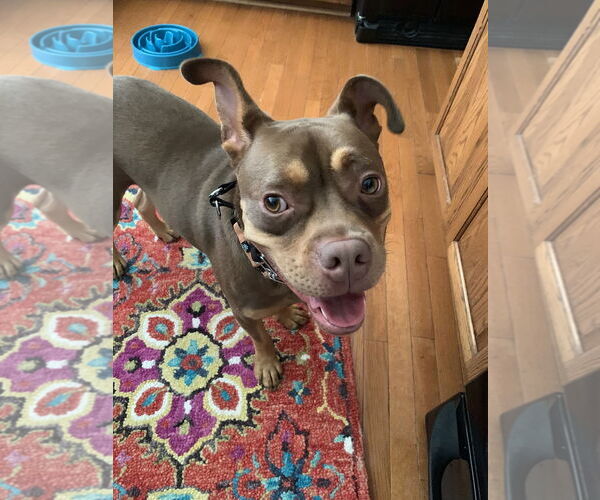 Medium Photo #9 American Staffordshire Terrier-French Bulldog Mix Puppy For Sale in Arlington, VA, USA