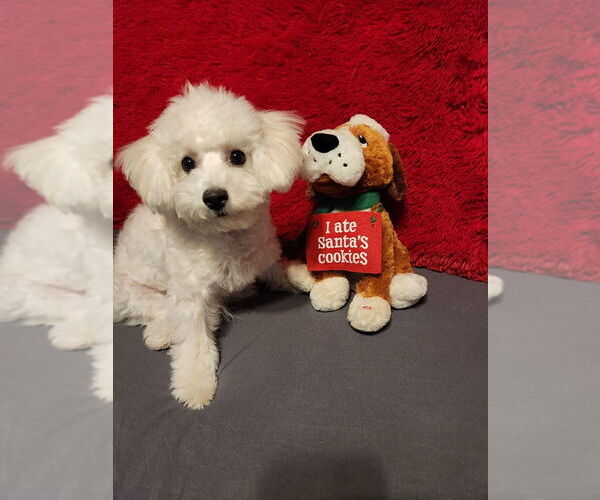 Medium Photo #2 Bichon Frise Puppy For Sale in NEW ALBANY, IN, USA