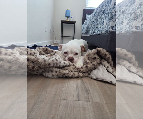 Medium Photo #2 American Bulldog-Unknown Mix Puppy For Sale in Dallas, TX, USA