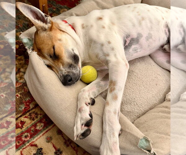 Medium Photo #27 Mutt Puppy For Sale in Canton, CT, USA