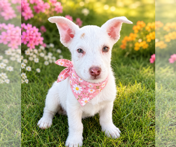 Medium Photo #1 Mutt Puppy For Sale in Phoenix, AZ, USA