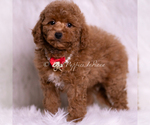 Small #4 Maltipoo (Miniature)