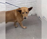 Small Akita-German Shepherd Dog Mix