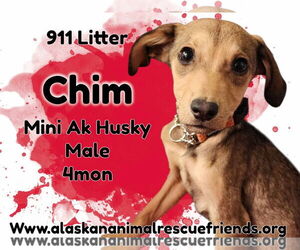 Alaskan Klee Kai-Unknown Mix Dogs for adoption in Anchorage, AK, USA
