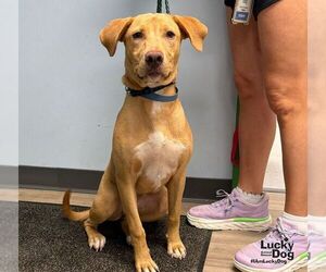 Belle - Female Carolina Dog-Labrador Retriever Mix Dog for Adoption - Photo #2