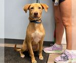 Small Photo #2 Carolina Dog-Labrador Retriever Mix Puppy For Sale in Washington, DC, USA
