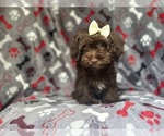 Small #3 ShihPoo