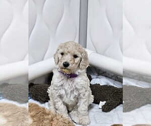 Goldendoodle Puppy for sale in COLLINSVILLE, IL, USA