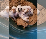 Small Photo #9 Jack Russell Terrier Puppy For Sale in AMMON, ID, USA