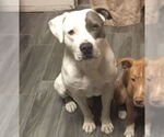 Small American Staffordshire Terrier