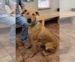 Small #1 Black Mouth Cur-Rhodesian Ridgeback Mix