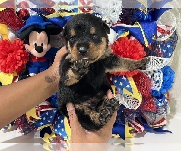 Medium Photo #22 Rottweiler Puppy For Sale in FORT WORTH, TX, USA