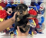 Small Photo #22 Rottweiler Puppy For Sale in FORT WORTH, TX, USA