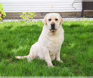 Labrador Retriever Puppy for sale in SYRACUSE, IN, USA