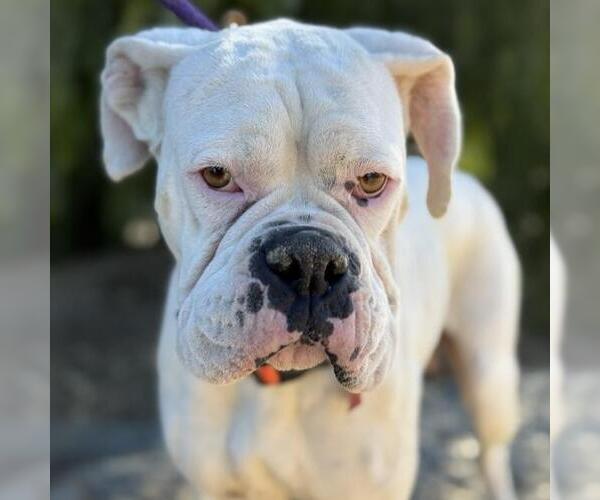 Medium Photo #4 Boxer Puppy For Sale in San Diego, CA, USA