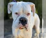 Small #3 Boxer