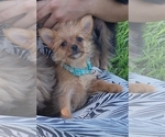 Puppy 1 Yoranian