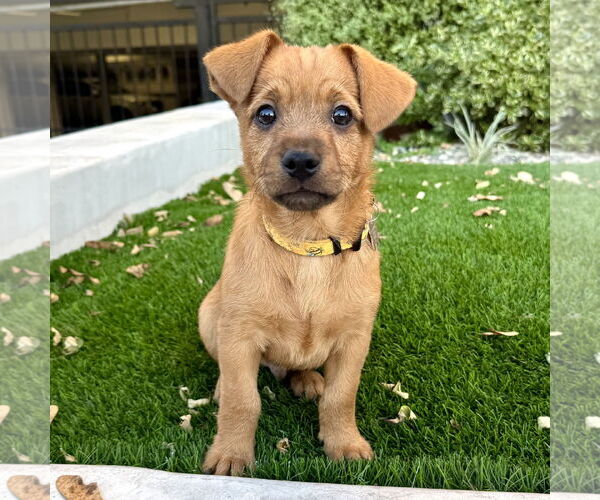 Medium Photo #3 Collie-Unknown Mix Puppy For Sale in Marina Del Rey, CA, USA