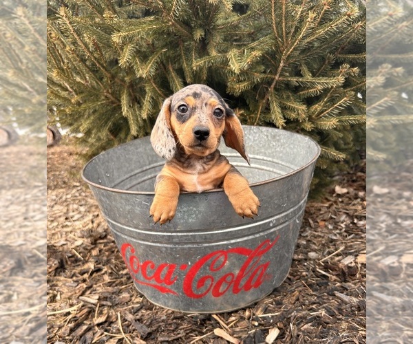 Medium Photo #5 Dachshund Puppy For Sale in MIDDLEBURY, IN, USA