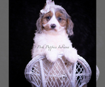 Small #4 Cavapoo (Miniature)