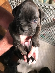 Boxer Puppy for sale in RUNNEMEDE, NJ, USA