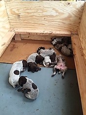 German Shorthaired Pointer Puppy for sale in WINSTON, MO, USA