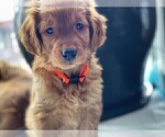 Small Photo #2 Golden Retriever Puppy For Sale in ARVADA, CO, USA