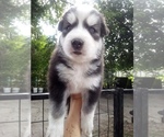 Image preview for Ad Listing. Nickname: SIBERIAN3