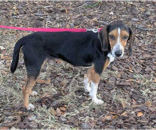 Medium Photo #11 Beagle Puppy For Sale in Dunnellon, FL, USA