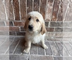 Small Photo #5 Goldendoodle Puppy For Sale in MCKINNEY, TX, USA