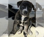 Small #1 American Staffordshire Terrier Mix