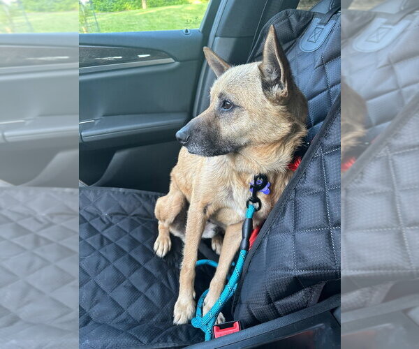 Medium Photo #3 Mutt Puppy For Sale in Springdale, PA, USA