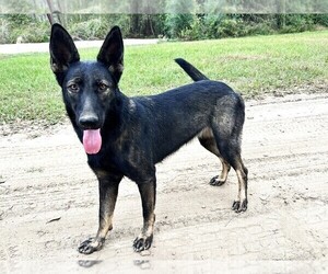 German Shepherd Dog Puppy for sale in GORDON, AL, USA