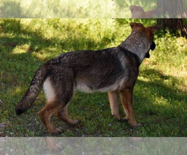 Medium Photo #5 German Shepherd Dog Puppy For Sale in OAKHURST, CA, USA