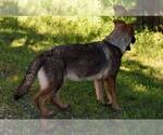 Small Photo #5 German Shepherd Dog Puppy For Sale in OAKHURST, CA, USA