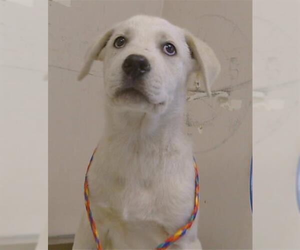 Medium Photo #1 Anatolian Shepherd-Unknown Mix Puppy For Sale in Sacramento, CA, USA