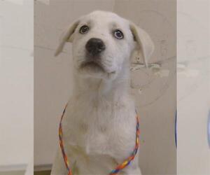 Anatolian Shepherd-Unknown Mix Dogs for adoption in Sacramento, CA, USA