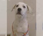 Small Anatolian Shepherd Mix