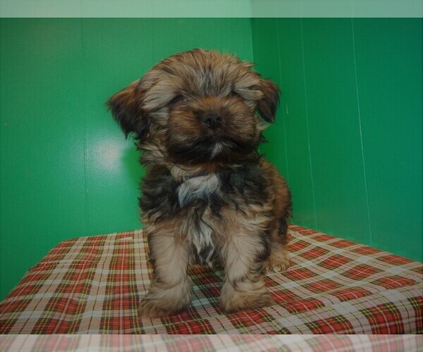 Medium Photo #2 Shorkie Tzu Puppy For Sale in PATERSON, NJ, USA