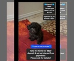 Image preview for Ad Listing. Nickname: Phoenix