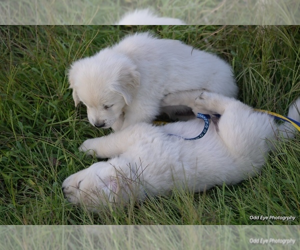 Medium Photo #10 Golden Retriever Puppy For Sale in WILTON, CA, USA