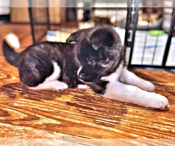 Medium Photo #4 Akita Puppy For Sale in Rutherfordton, NC, USA