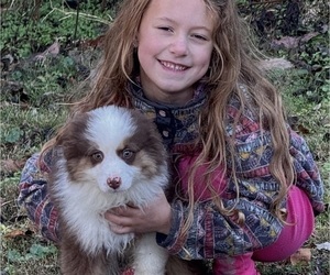 Miniature American Shepherd Puppy for Sale in NOLENSVILLE, Tennessee USA
