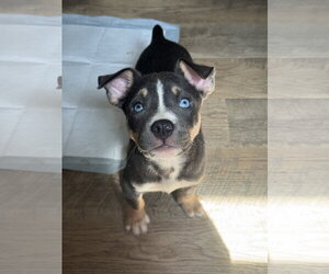 Carmichael- Nuggets litter - Male American Staffordshire Terrier-Unknown Mix Dog for Adoption - Photo #10