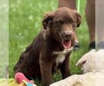 Small #2 Chocolate Labrador retriever Mix